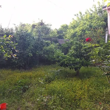 Flower House Shkodër