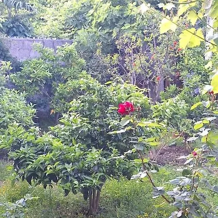 Flower House